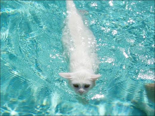 funny_swimming_cats_7.jpg