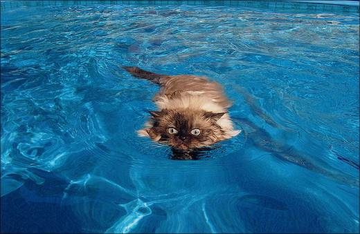 funny_swimming_cats_13.jpg