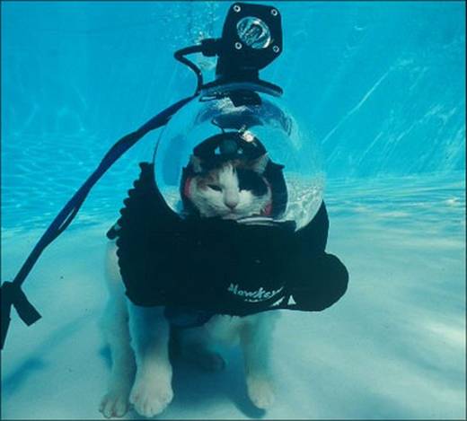 funny_swimming_cats_15.jpg