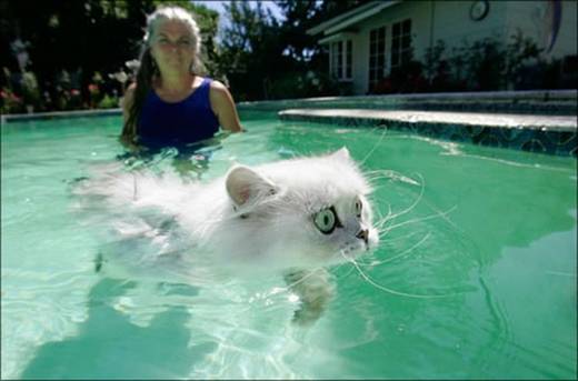 funny_swimming_cats_0.jpg