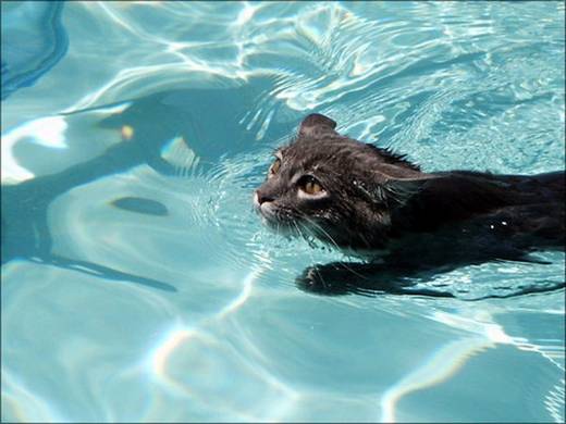 funny_swimming_cats_1.jpg