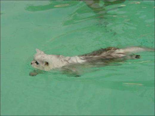 funny_swimming_cats_3.jpg