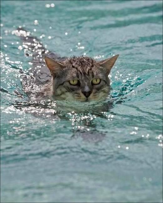funny_swimming_cats_5.jpg funny_swimming_cats_5.jpg