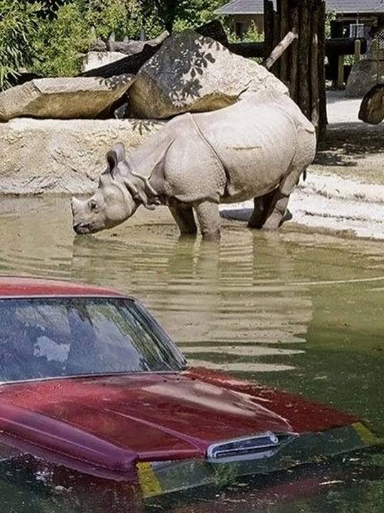 animals_and_nature_7.jpg