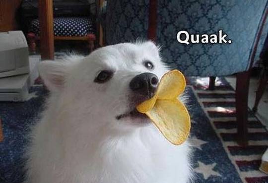 funny_animals_picture_16.jpg