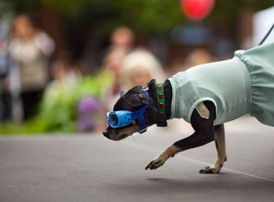 funny_animals_picture_3.jpg