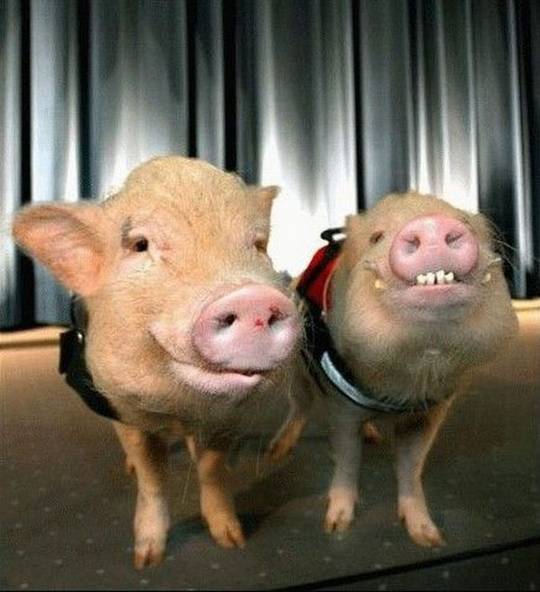 funny_animals_picture_9.jpg