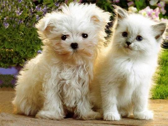 funny_cute_animals_6.jpg