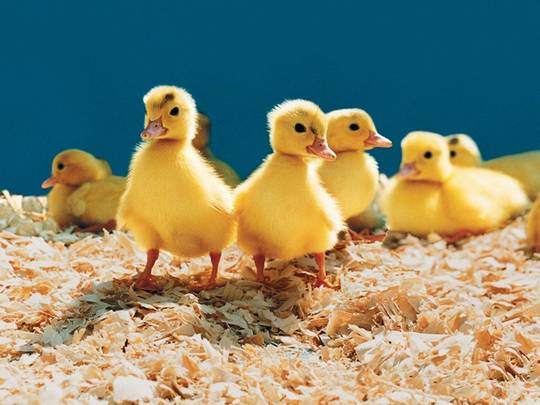 funny_cute_animals_32.jpg