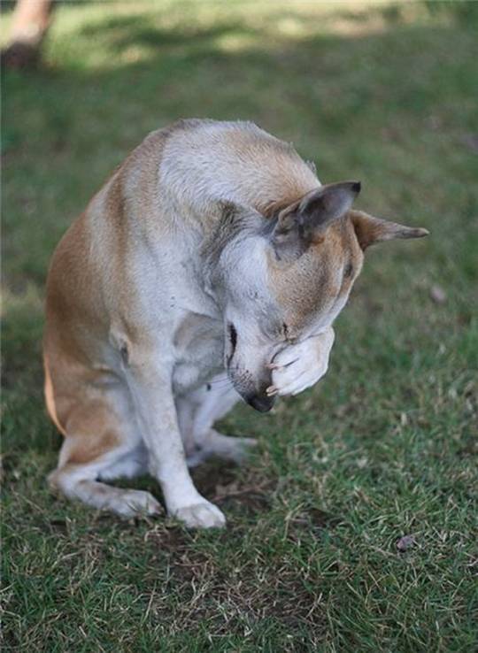 funny_animals_pictures_01.jpg