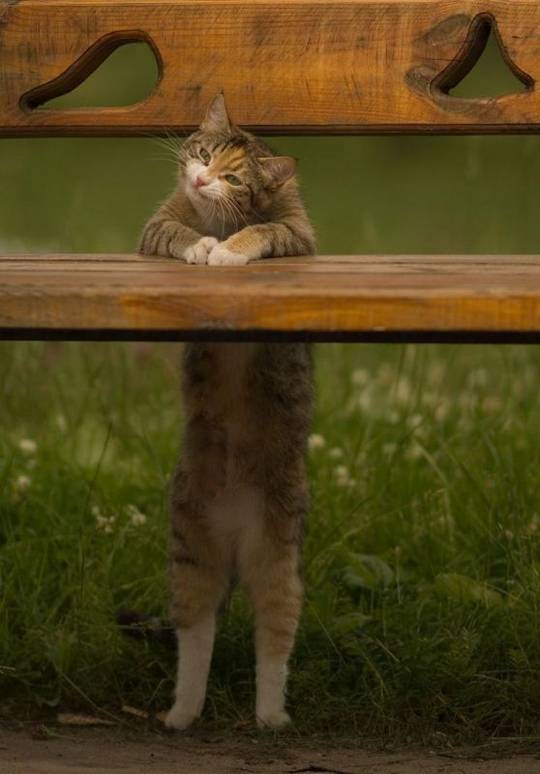 funny_animals_pictures_03.jpg