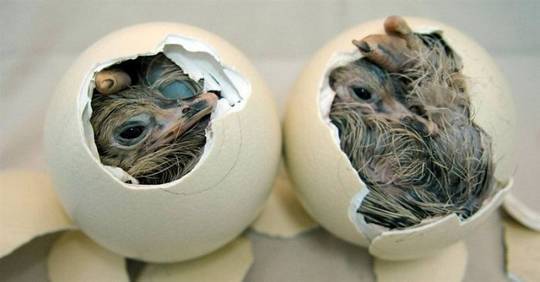 funny_animals_pictures_10.jpg