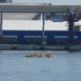 20100407_2010 nuleidimas_024.JPG
