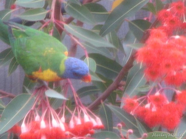 [Parrots on Red Flowering Gum 2[4].jpg]