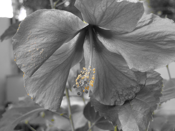 IMAGE: http://lh4.ggpht.com/_IuX7HFW79wM/SjD2latuf_I/AAAAAAAAAeE/aZBcQUUw2kc/s720/IMG_1067.JPG