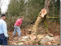 woodcutting at Woods 09