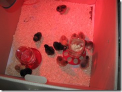 new chicks 10