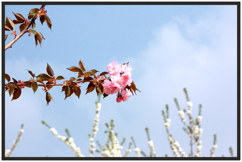 [Fleures_printemps[4].jpg]
