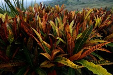 IMG_3276.JPG