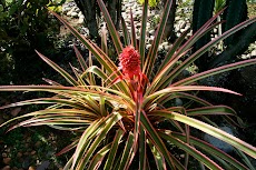 IMG_3681.jpg