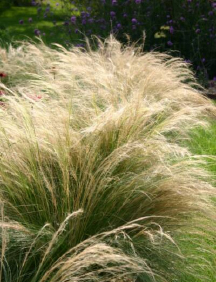 Pony Tails Ornamental Grass ( Stipa tenuissima)