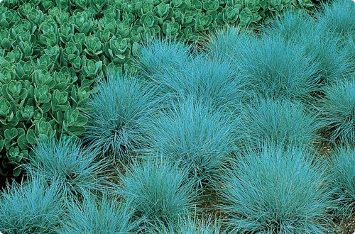 Blue Fescue "Elija blue" ornamental grass