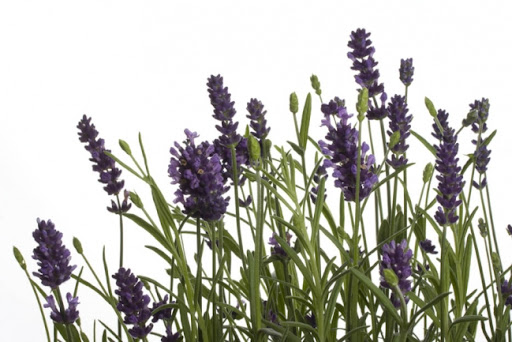Lavender Hidcote