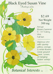 Thunbergia - Black-eyed Susan Vine