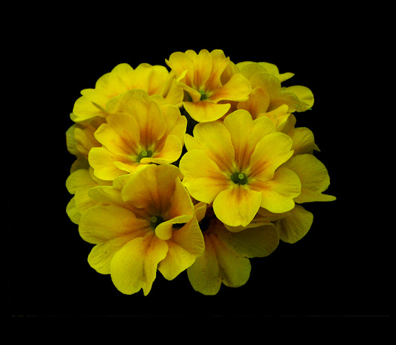 Primula "Lismore Yellow Primrose"