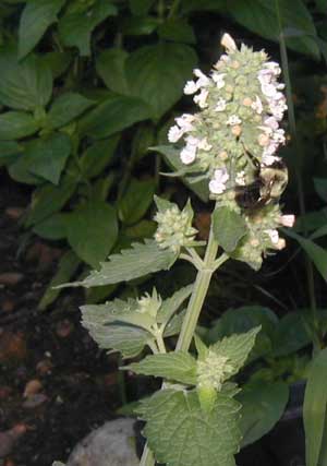 Catnip Nepeta Cataria