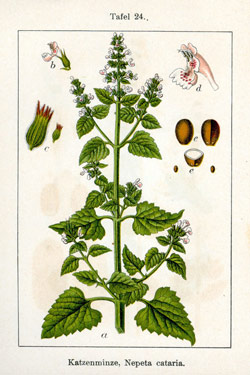 Catnip