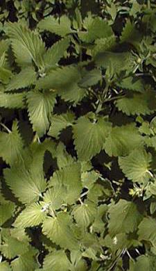 Catnip