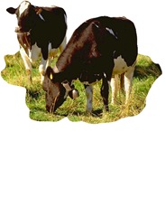 cows