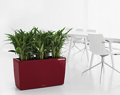 1 cararo scarlet 1 300 10 beneficios de tener una planta en casa