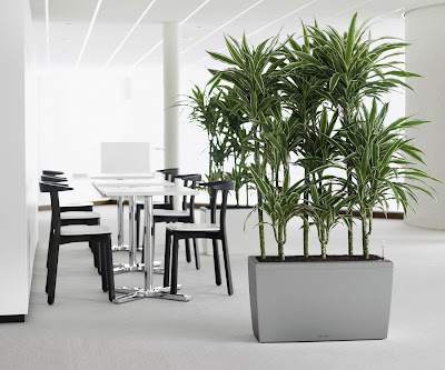 1 cararo silver 2 300 10 beneficios de tener una planta en casa