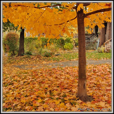 [photobytrusz_woodycrest_oct30_2009_002[2].jpg]