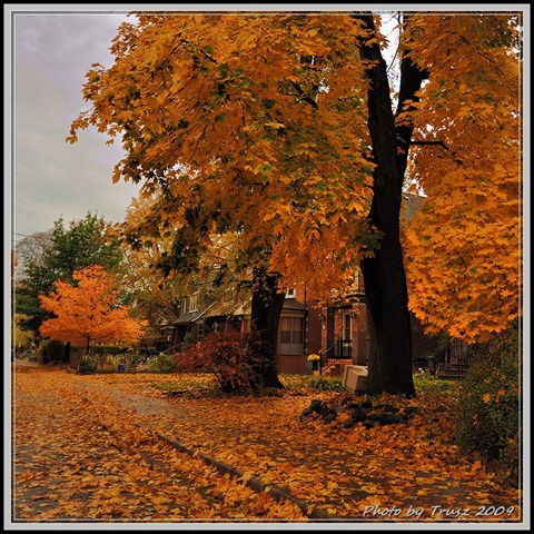 [photobytrusz_woodycrest_oct30_2009_001[2].jpg]