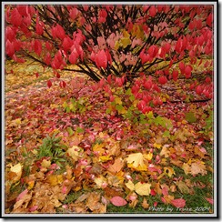 photobytrusz_woodycrest_oct30_2009_004