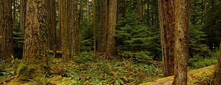 [forest_small[2].jpg]