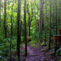 Thumbnail image for Mt. Bandilaan National Park