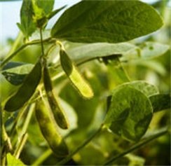 [bean 1[5].jpg]