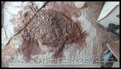 IMG_5250 IMG_5250