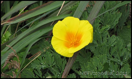 IMG_5876 CaliforniaPoppy