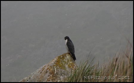 IMG_5861PeregrineFalcon
