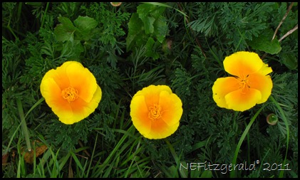 IMG_5951Poppies_PointReyes NationalSeashore IMG_5951Poppies_PointReyes NationalSeashore