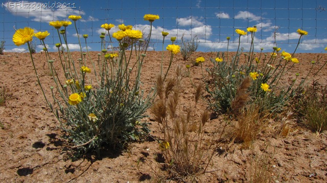 [DesertMarigold [9].jpg]