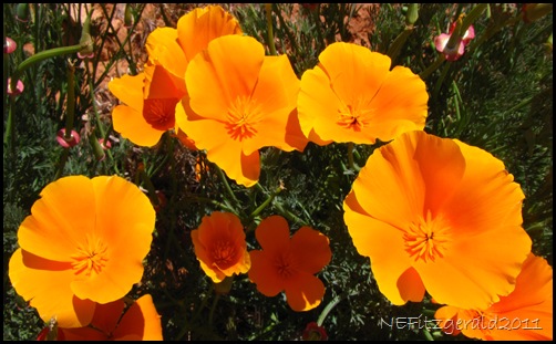 Poppies Poppies