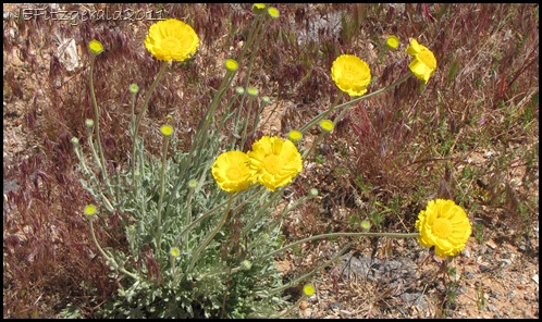 DesertMarigold(a)