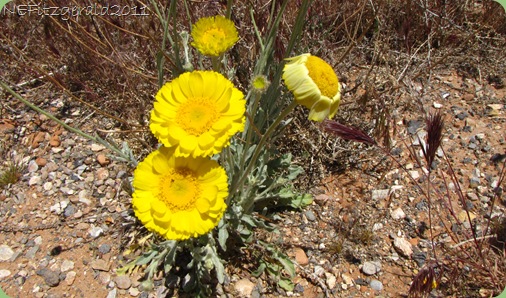 DesertMarigold(b) DesertMarigold(b)