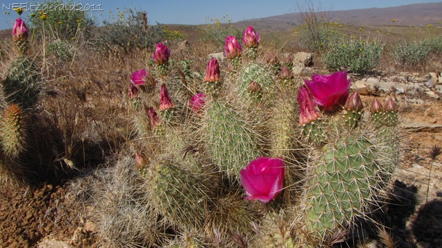 [(d)PricklyPear Cactus[8].jpg]